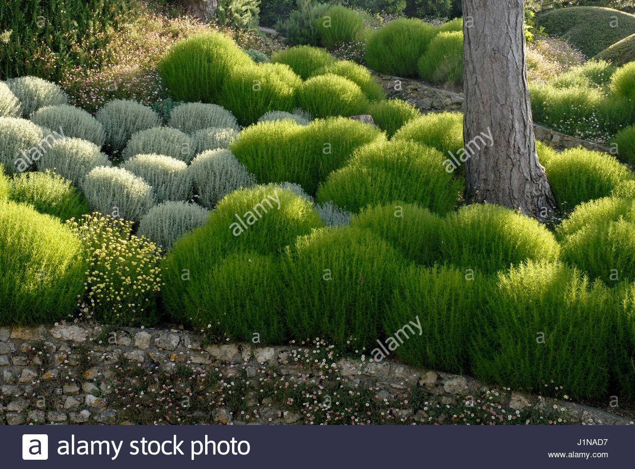 Сантолина розмаринолистная Santolina rosmarinifolia