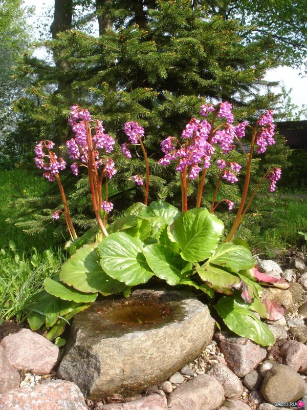 Пионы, Флоксы, лилейники, Хоста