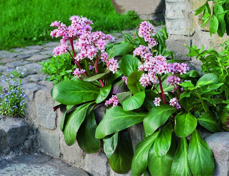 Бадан толстолистный (в. crassifolia)