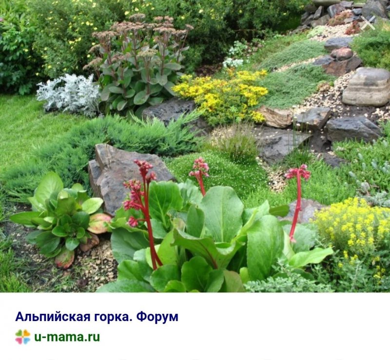 Альпийские горки с баданом