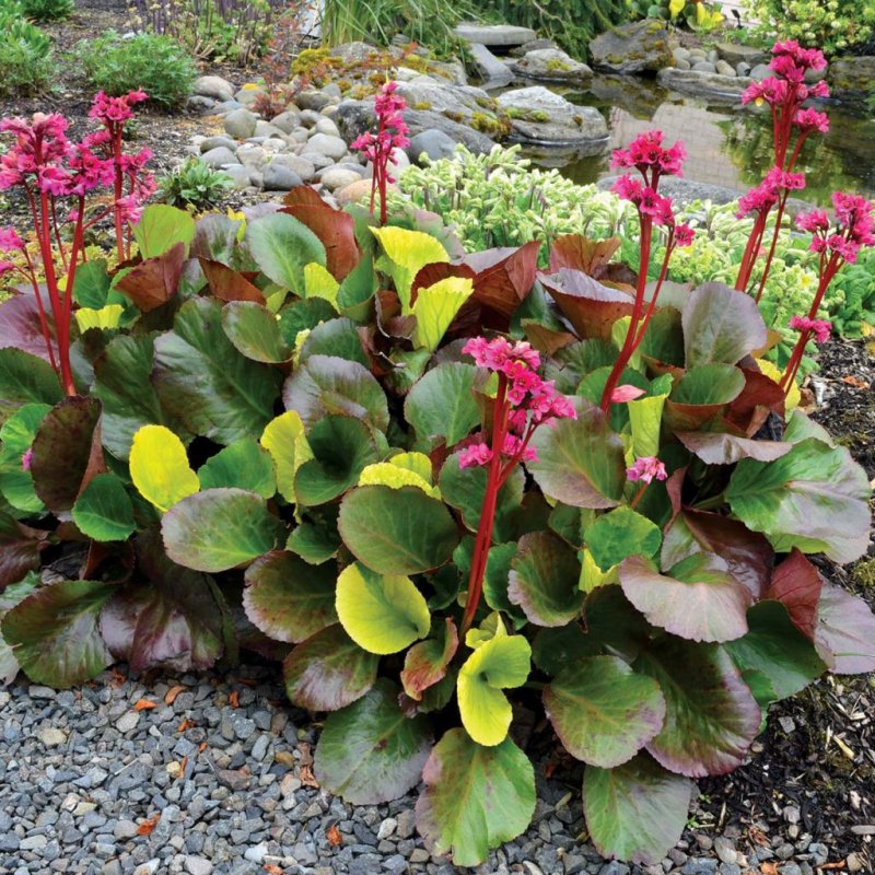 Бадан Bergenia flirt
