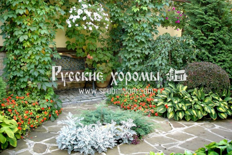 Цветник с девичьим виноградом