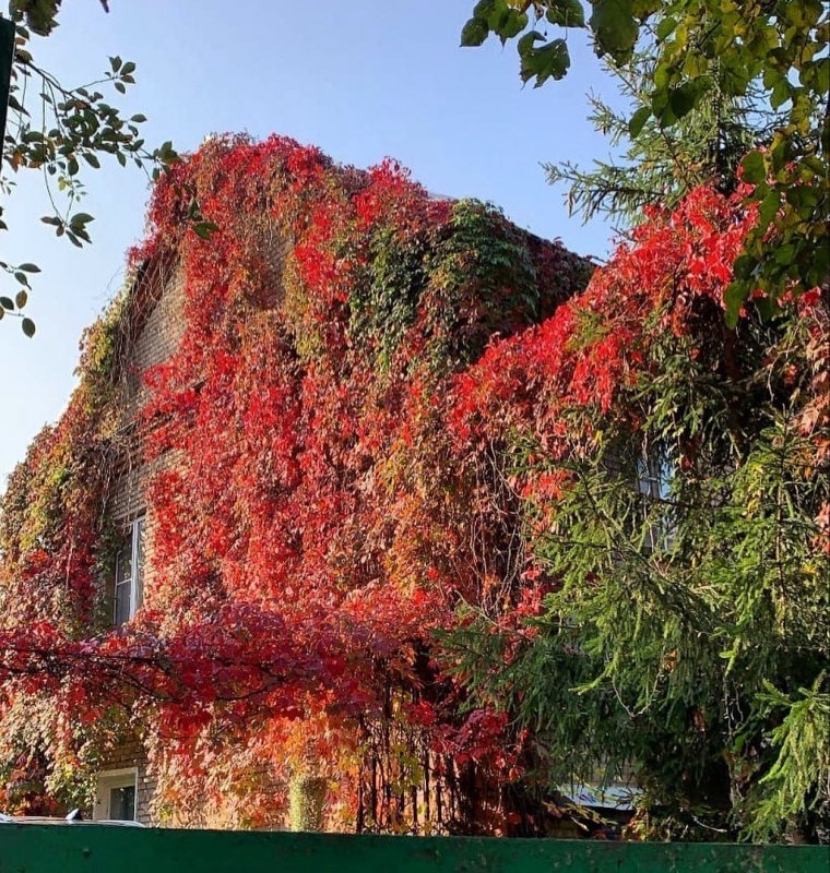 Живая изгородь дикий виноград