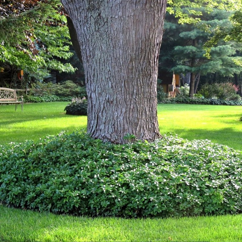 Пахизандра верхушечная Green Carpet