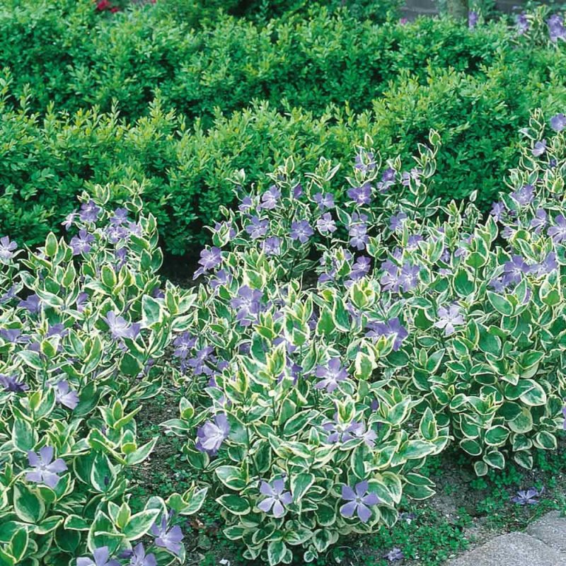 Major variegata Барвинок