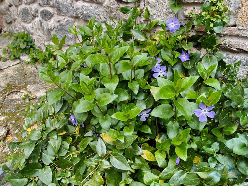 Vinca Minor area