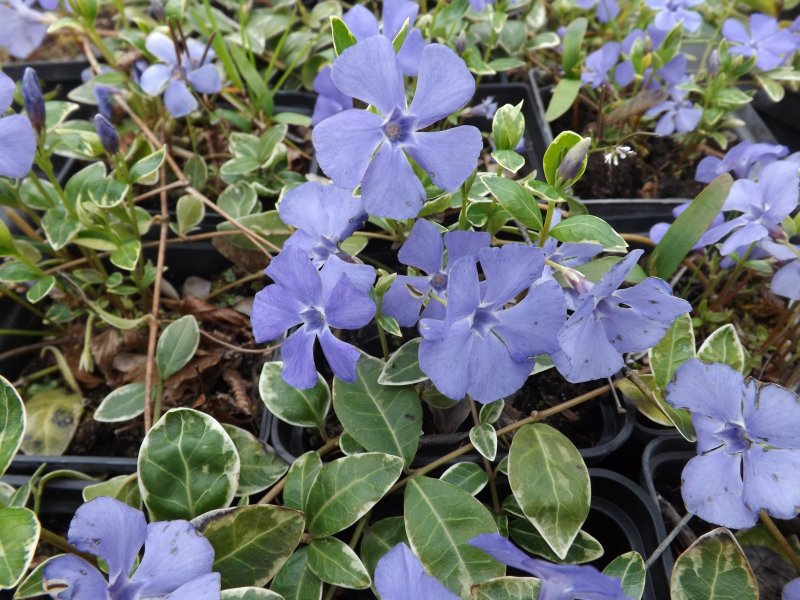 Барвинок (Vinca)