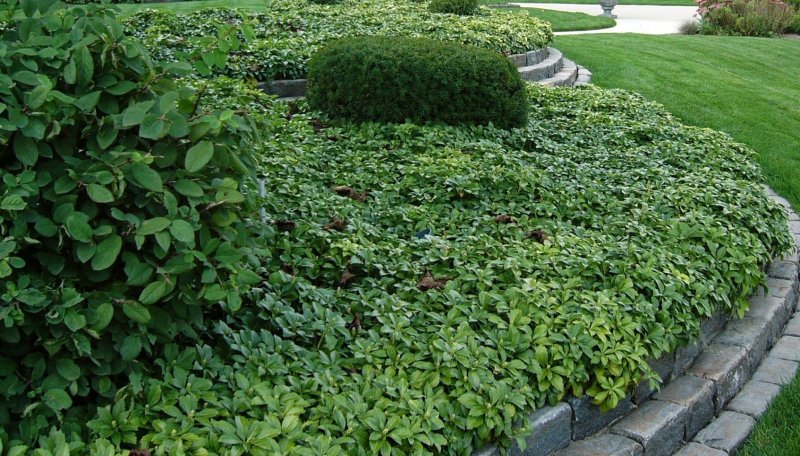 Пахизандра верхушечная ( Pachysandra terminalis)
