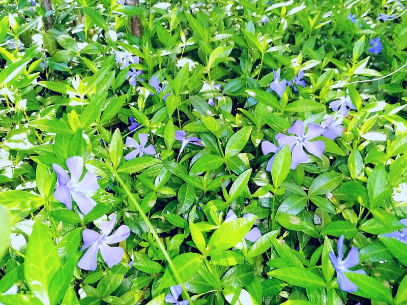 Незабудка Альпийская (Myosotis alpestris)