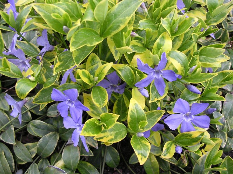 Барвинок малый variegata