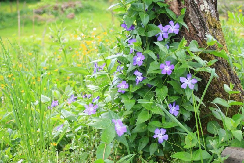 Барвинок малый Atropurpurea(Атропурпуреа)