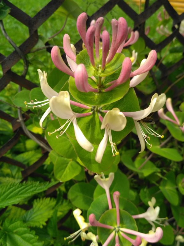 Lonicera tellmanniana