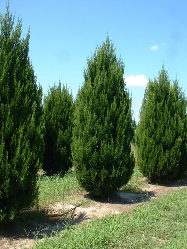 Можжевельник обыкновенный 'compressa' Juniperus communis `compressa`