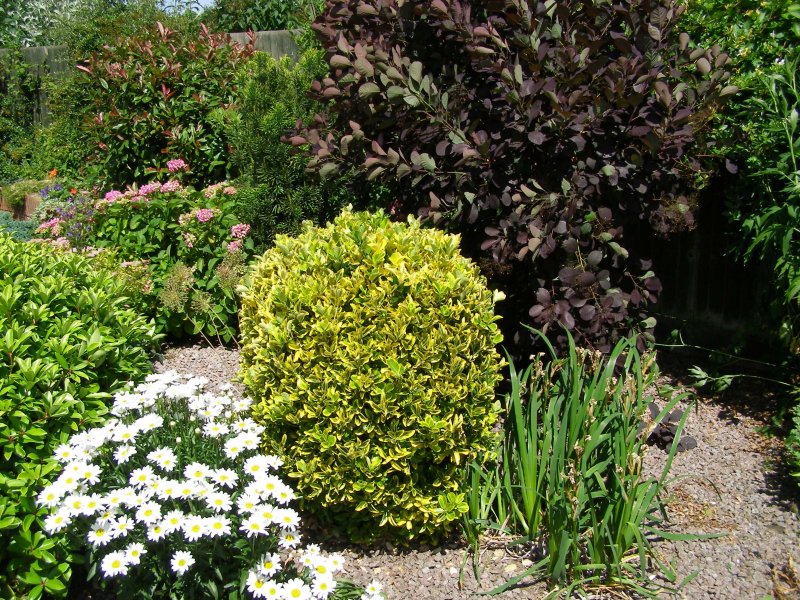 Бересклет крылатый Euonymus alatus