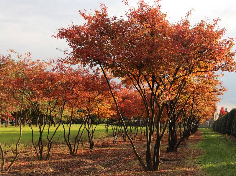 Ирга Ламарка (Amelanchier lamarckii)