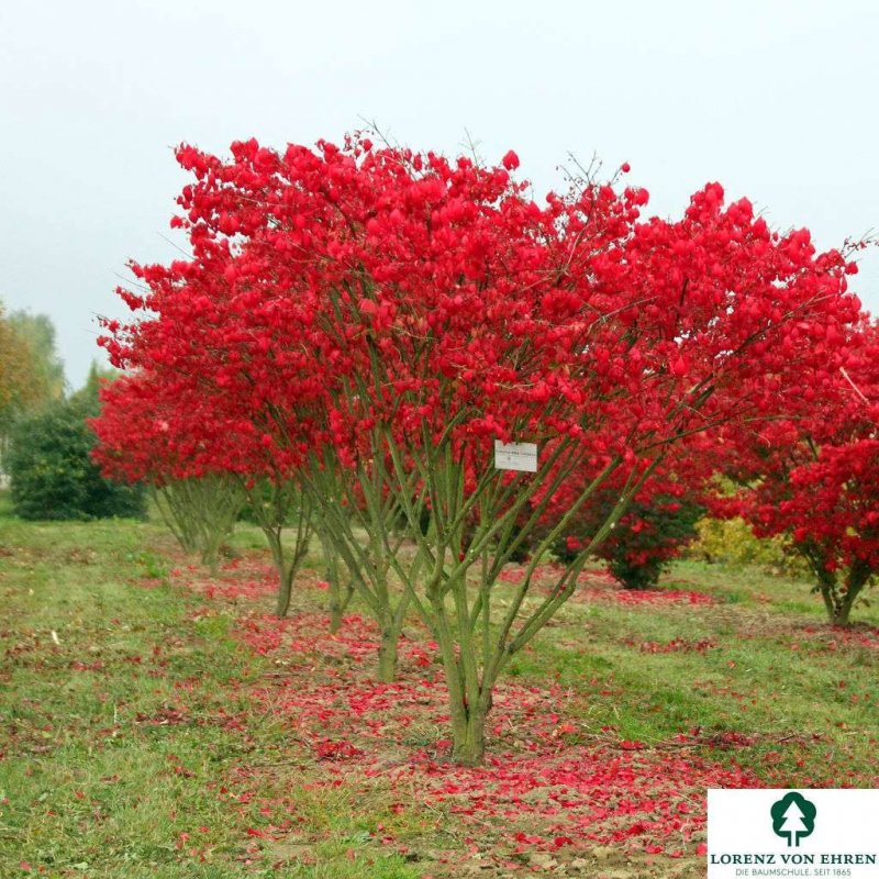 Бересклет крылатый Euonymus alatus
