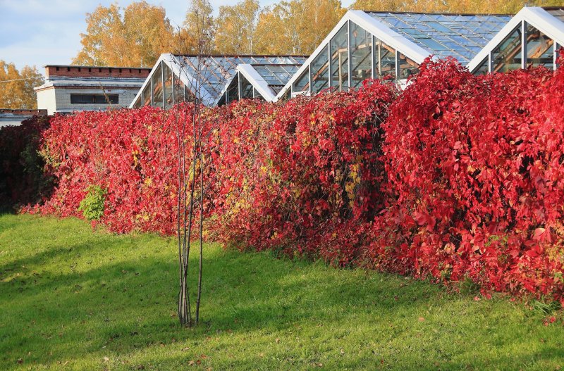 Клен японский Acer japonicum Thunb.