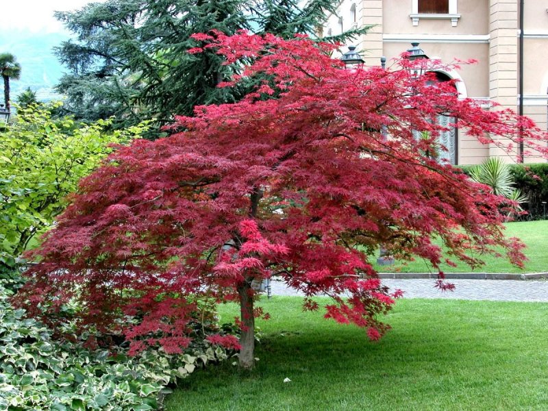 Клен веерный Atropurpureum