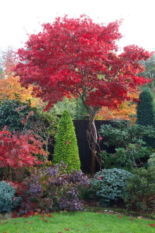 Acer palmatum Osakazuki