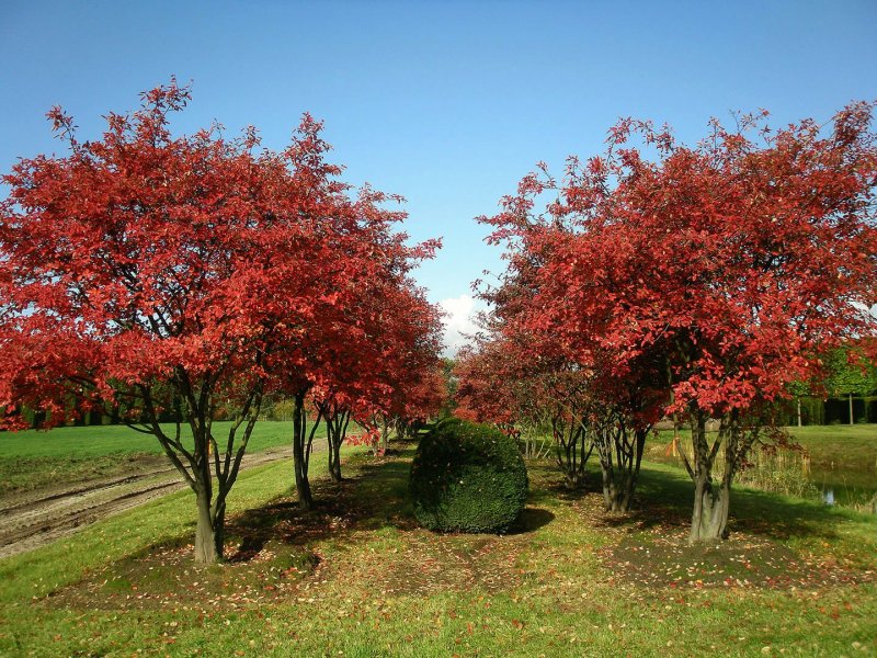Ирга Ламарка (Amelanchier lamarckii)