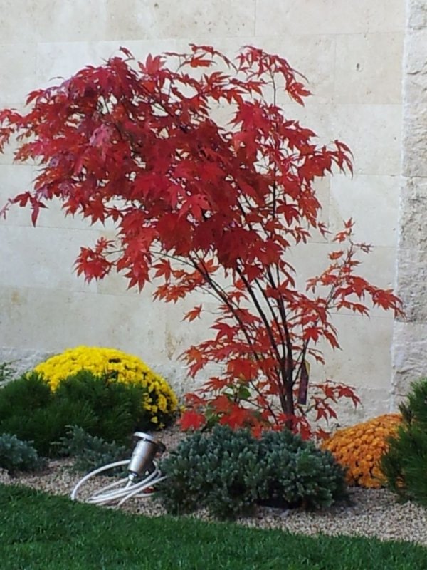 Acer palmatum 'Bloodgood'
