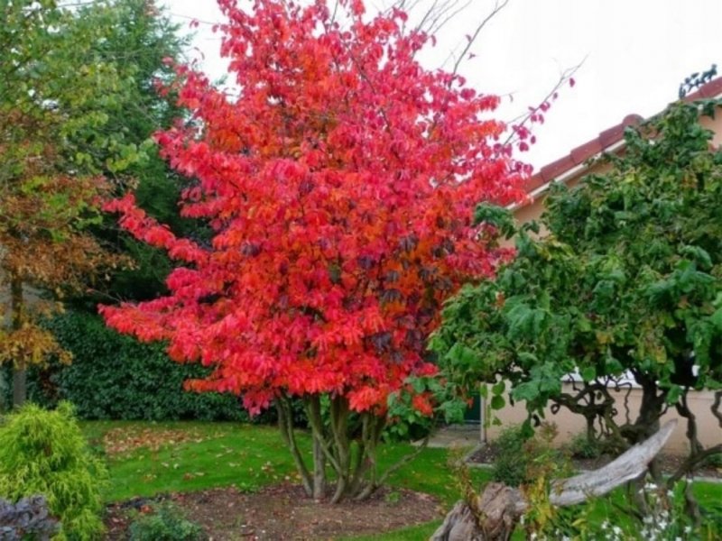 Acer palmatum 'Bloodgood'