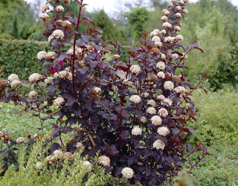 Пузыреплодник(Physocarpus) калинолистный 'Midnight'