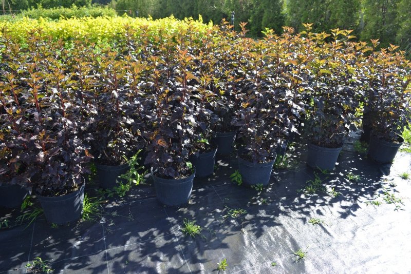 Пузыреплодник калинолистный Physocarpus opulifolius `all Black