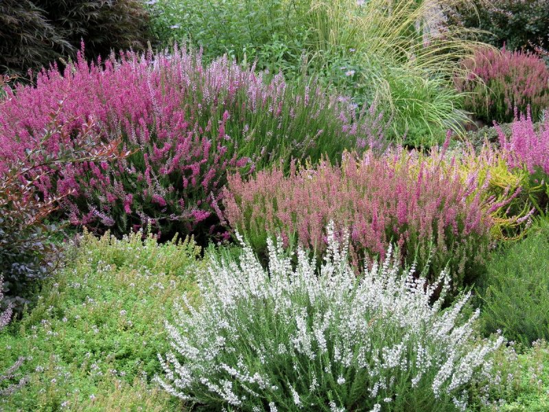 Можжевельник i Lavanda