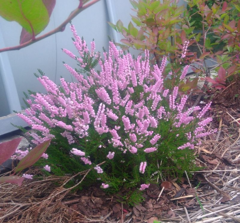 Вереск Аллегро Calluna vulgaris