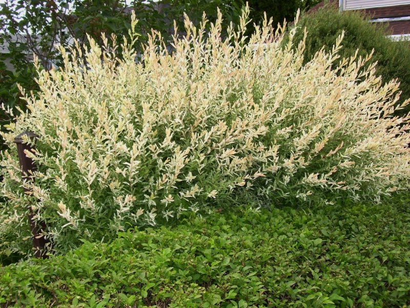Ива цельнолистная Хакуро-нишики (с2)