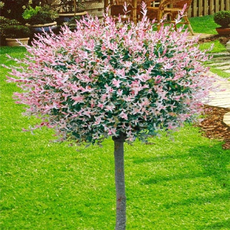 Ива цельнолистная «Хакуро нишики» Salix Integra «Hakuro Nishiki»