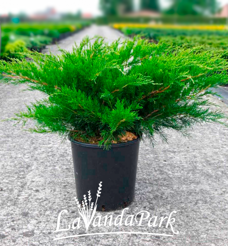 Можжевельник Пфитцериана Mint Julep