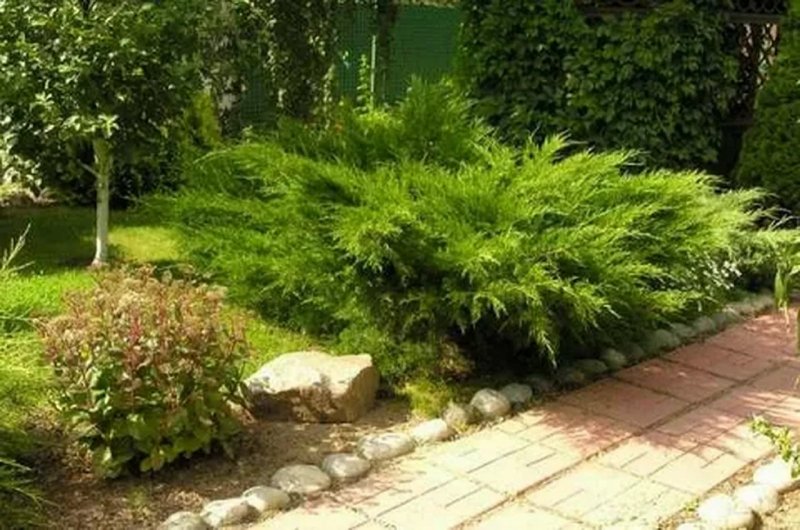 Можжевельник Mint джулеп