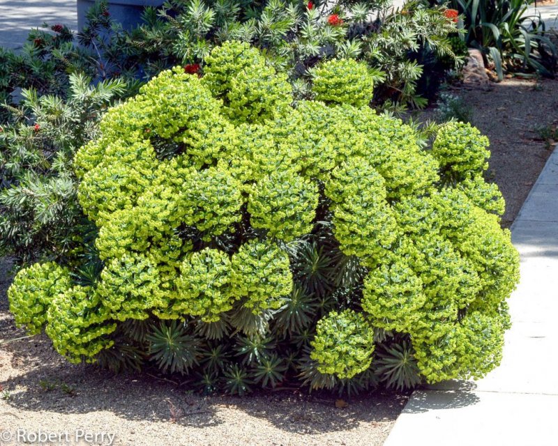 Молочай харациас wulfenii