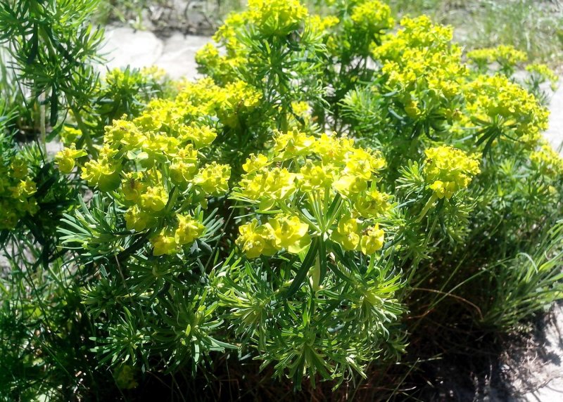 Euphorbia characias subsp. Wulfenii