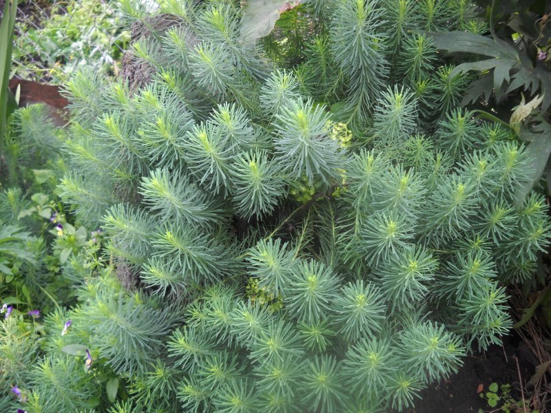Молочай кипарисовый (Euphоrbia cyparíssias)