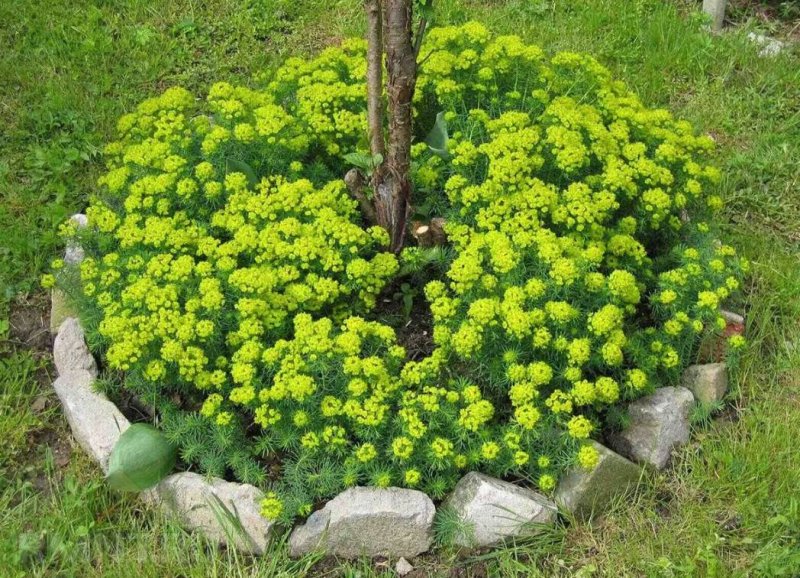 Молочай кипарисолистный