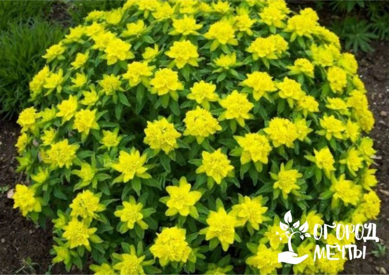 Euphorbia cyparissias l.
