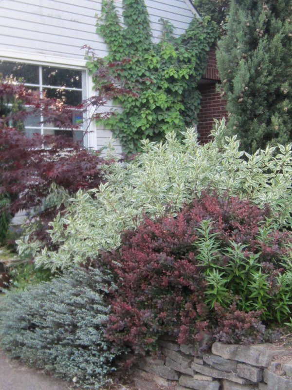 Дерен белый Cornus Alba sibirica variegata