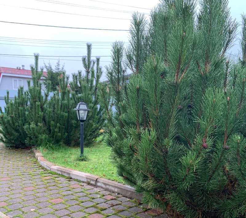 Сосна Горная Мугус в ландшафтном