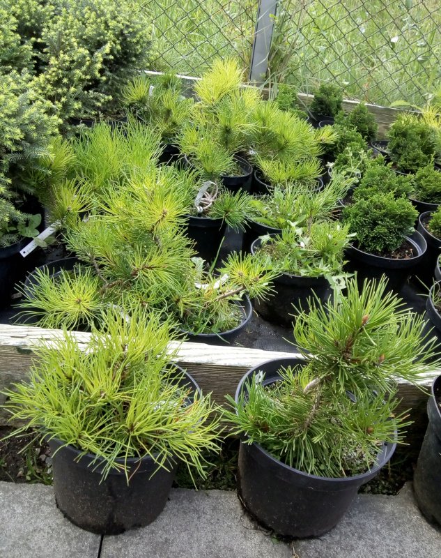 Pinus mugo (сосна Горная) 'Jacobsen'