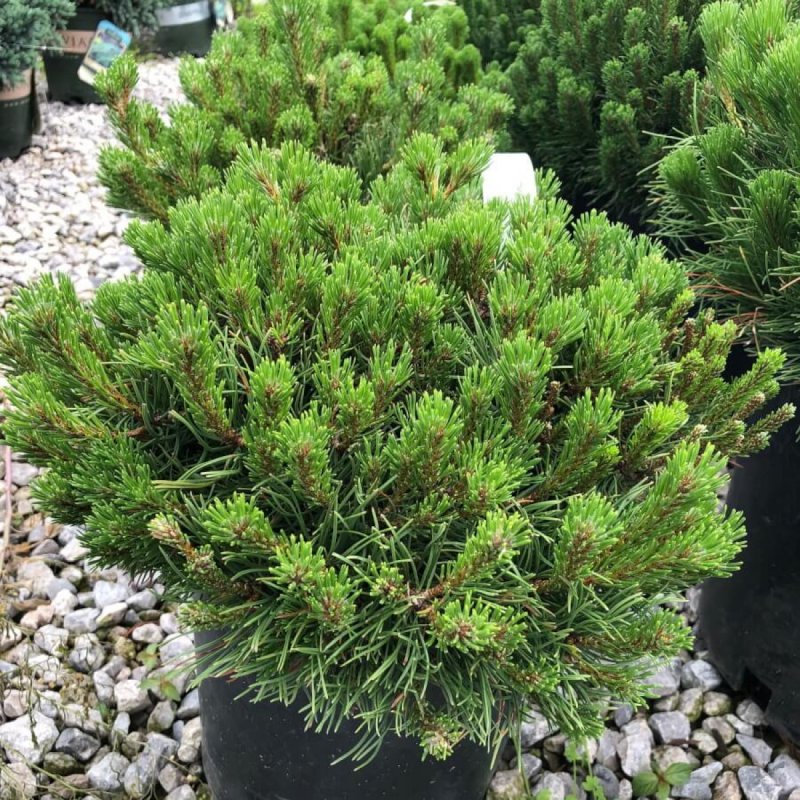 Сосна Горная Pinus mugo pumilio