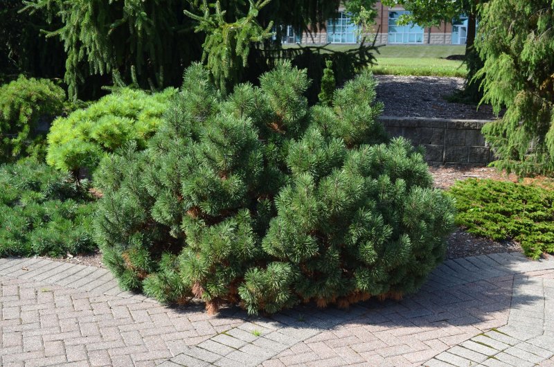 Сосна Горная Муго Мугус