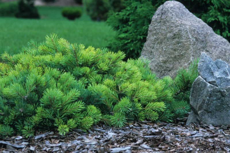 Pinus mugo pumilio
