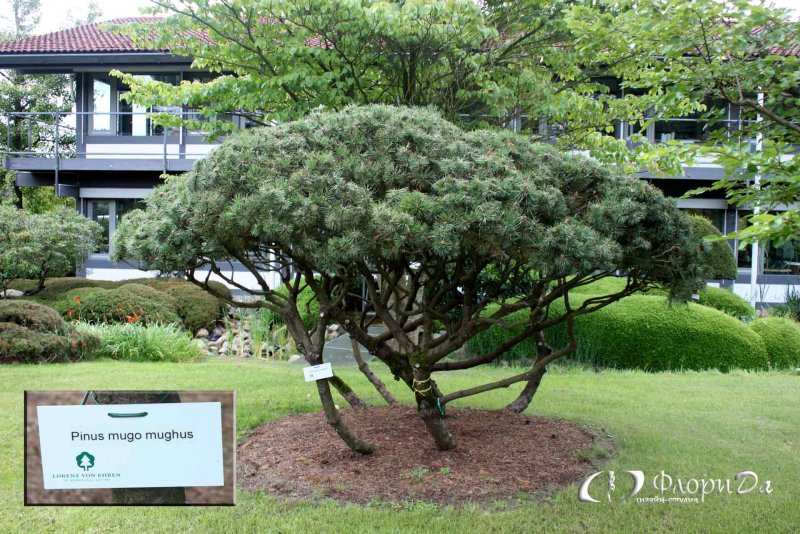Pinus Sylvestris Pelczar