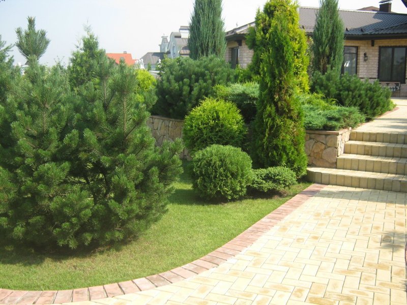 Pinus mugo nerost