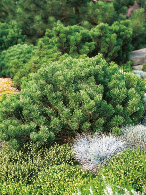 Pinus mugo 'Gerringong'