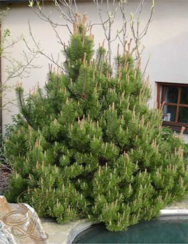 Pinus mugo