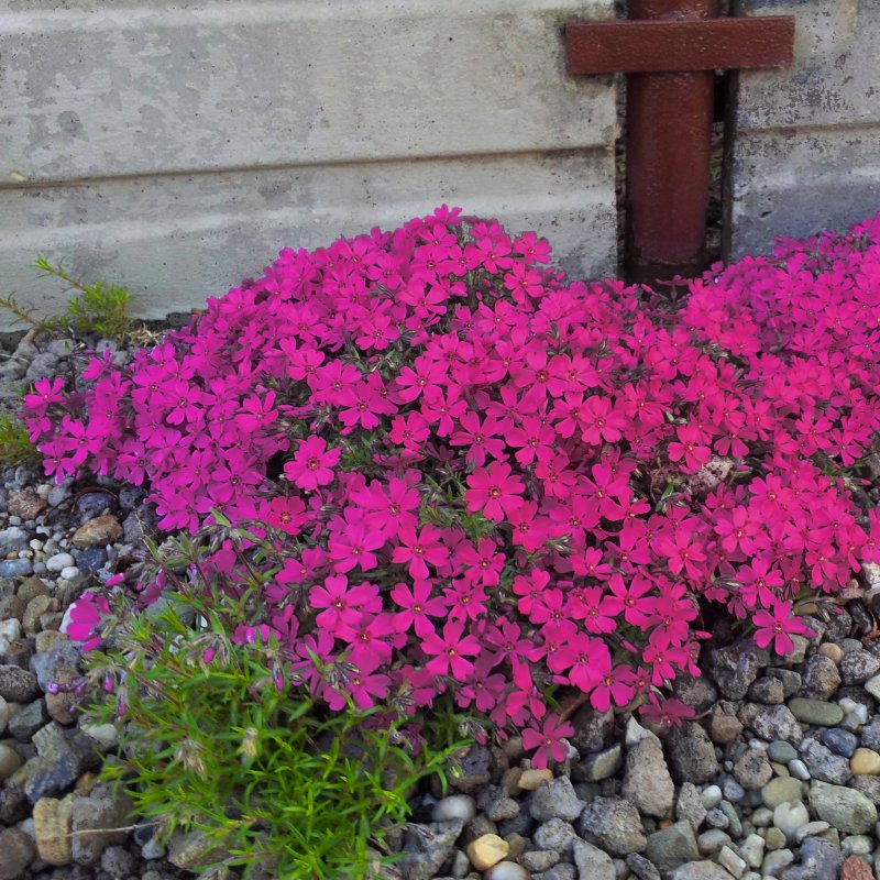 Phlox subulata Atropurpurea Флокс шиловидный Atropurpurea